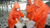Огнище на птичи грип е открито във ферма за пъдпъдъци в Етрополе