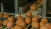 КЗК е иззела документи и от производителите на яйца в търсене на потенциални картели