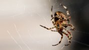 Паяците губят зрението си, когато гладуват
