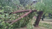 Изкоренени дървета, щети по къщи и коли след бурята в Северна България