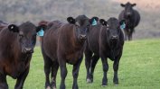 Във ферма край Балчик отглеждат говеда от породата Блек ангъс