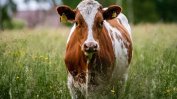 В Канада започва развъждането на нискоемисионни крави