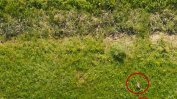 Сивият жерав се завърна като гнездящ вид в България