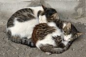 улични котки