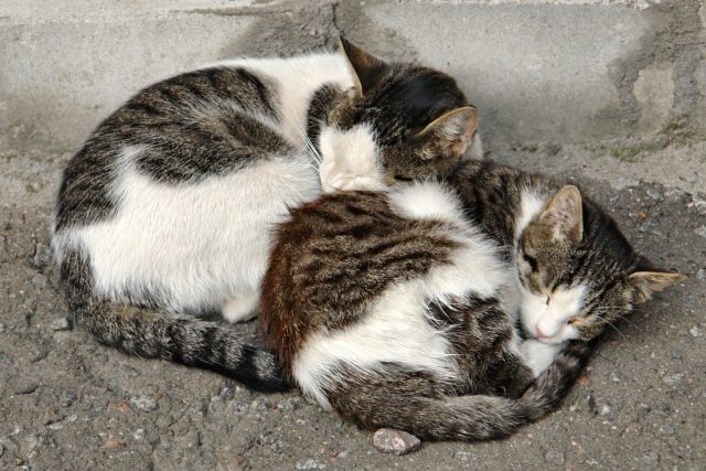 улични котки