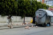 боклук, отпадъци, смет, кофа, контейнер, бездомно куче
