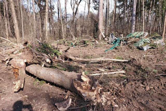 къпалнята Мария Луиза, разчистване, рязане на дървета, сеч, Борисова градина