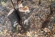 дърва сеч огрев дърводобив гора