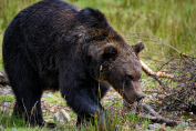 мечка
