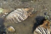 останки от Мамут край русенското село Ряхово