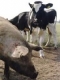 Държавата ще компенсира фермери със заразно болни животни