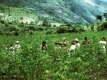 Американски самолети са изтровили една трета от плантациите с кока в Колумбия