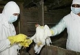 България става врата за птичия грип в Европа, предупреждава ООН