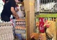 Вносът на пилешко от Турция и Румания спрян заради птичия грип 