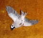 27 измрели птици проверяват в Харманлийско