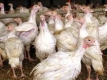 План за борба с птичия грип за 1 млрд. долара прие СЗО