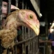 Птичият грип ще е по-опасен в Африка и Близкия изток
