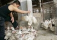 Нови случаи на птичи грип в Китай