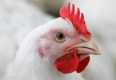 Китай обяви първия случай на заразен с птичи грип човек