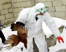 СЗО: Най-малко 50 души са заразените с птичи грип в Турция