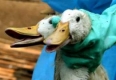 Птичият грип уби още двама в Индонезия