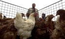 Двама със симптоми на птичи грип в Солун