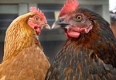Смъртоносният птичи грип е открит и в Африка