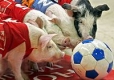 Третата олимпиада за прасета привлече участници от 7 страни 