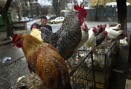Пак се забранява птичият внос от Румъния