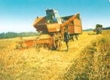 Житото нова реколта тръгва от 190-200 лв./тон 