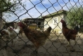 Първо огнище на птичи грип в България