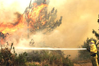 Властите в Испания и Португалия смятат, че бушуващите горски пожари са умишлени 