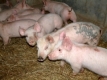 Около 2000 прасета от незаконни свинарници са убити
