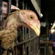 Пазарите на живи птици у нас забранени заради H5N1 в Унгария 
