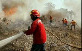 Забрана върху продажбата на изгорялата дървесина искат еколозите
