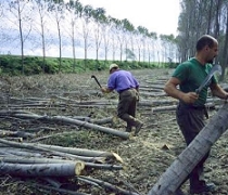 Депутати предлагат мораториум върху износа на дървесина