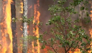 Щетите от пожарите надхвърлят 3 млн. лв. досега