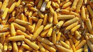 Унгария може да продаде царевица на наши фирми в спец търг
