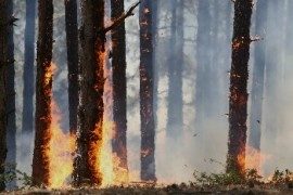 Кабинетът забрани износа на опожарена дървесина