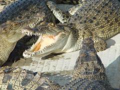 “Големите гущери и крокодили” пищят, че са “репресирани”