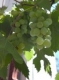 Винарните изкупили над 17 хил. тона грозде