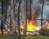 Кабинетът забранява износа на опожарена дървесина