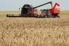 Почти с 1/3 спаднал добивът на пшеница