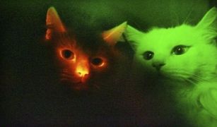 Клонинги-котки светят в червено