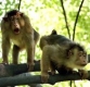 Мъжките маймуни си “плащат“ за секс