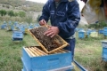 Фонд "Земеделие" дава над 3.5 млн. лв. субсидии за пчеларите