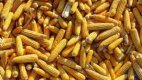 България преговаря с Украйна за 200 хил. т царевица