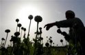 Афганистан е спечелил от опиума един милиард долара 