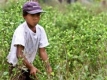 В Бразилия за пръв път открита кокаинова плантация