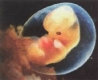 Великобритания разбунена от проектозакон за ембрионите